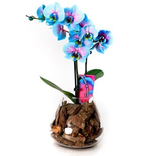 çiçek vagonu, online çiçek, hızlı çiçek, ucuz çiçek